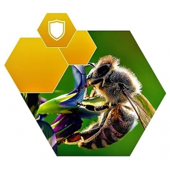 Brassibee™ 3x10ml - wspomaga zwalczanie nosemozy pszczoła
