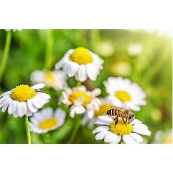 APIBIOFARMA 0,5L  - probiotyk z ziołami dla pszczół